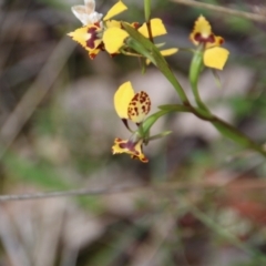 Diuris pardina at Watson, ACT - 29 Sep 2022