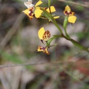 Diuris pardina at Watson, ACT - suppressed