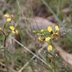 Diuris pardina at Watson, ACT - suppressed