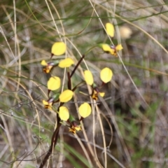 Diuris pardina at Watson, ACT - 29 Sep 2022