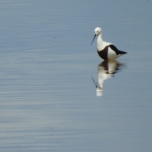 Cladorhynchus leucocephalus at Mystic Park, VIC - 2 Oct 2022