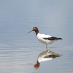 Recurvirostra novaehollandiae (Red-necked Avocet) at Mystic Park, VIC - 2 Oct 2022 by Liam.m