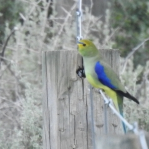 Neophema chrysostoma (Blue-winged Parrot) at suppressed by Liam.m