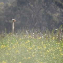 Struthio camelus (Ostrich) at Thule, NSW - 2 Oct 2022 by Liam.m