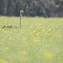 Struthio camelus at suppressed - suppressed