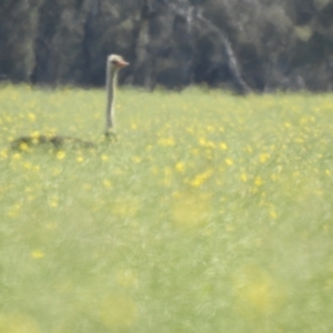 Struthio camelus at suppressed - suppressed