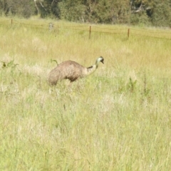 Dromaius novaehollandiae (Emu) at Morundah, NSW - 3 Oct 2022 by Liam.m