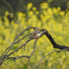 Taeniopygia guttata (Zebra Finch) at Leeton, NSW - 3 Oct 2022 by Liam.m