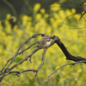 Taeniopygia guttata at Leeton, NSW - 3 Oct 2022