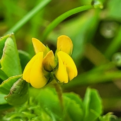 Medicago polymorpha (Burr Medic) at Crace Grasslands - 3 Oct 2022 by trevorpreston