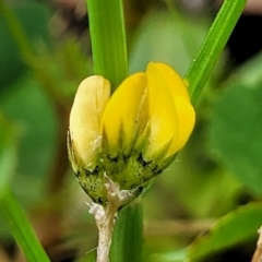 Medicago polymorpha at Mitchell, ACT - 4 Oct 2022