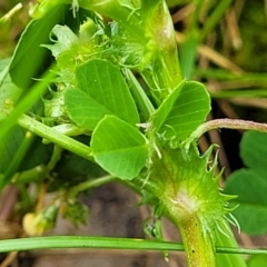 Medicago polymorpha at Mitchell, ACT - 4 Oct 2022 10:11 AM