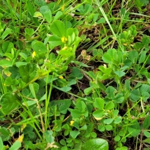 Medicago polymorpha at Mitchell, ACT - 4 Oct 2022