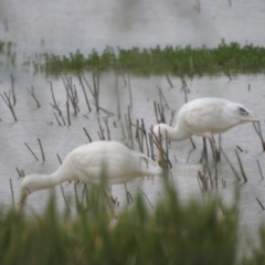 Platalea flavipes (Yellow-billed Spoonbill) at Kamarah, NSW - 3 Oct 2022 by Liam.m