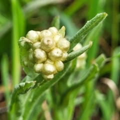 Pseudognaphalium luteoalbum (Jersey Cudweed) at Mitchell, ACT - 3 Oct 2022 by trevorpreston