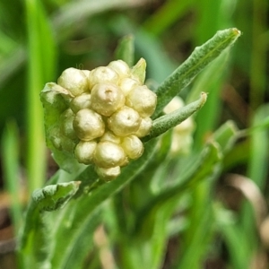 Pseudognaphalium luteoalbum at Mitchell, ACT - 4 Oct 2022