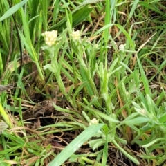 Pseudognaphalium luteoalbum at Mitchell, ACT - 4 Oct 2022