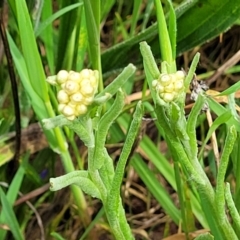 Pseudognaphalium luteoalbum at Mitchell, ACT - 4 Oct 2022