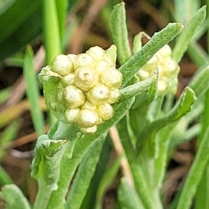 Pseudognaphalium luteoalbum at Mitchell, ACT - 4 Oct 2022