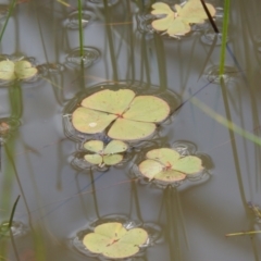 Marsilea sp. at Kamarah, NSW - 3 Oct 2022 12:21 PM