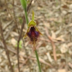 Calochilus platychilus (Purple Beard Orchid) at Ingalba Nature Reserve - 3 Oct 2022 by Liam.m