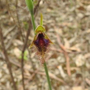 Calochilus platychilus at Temora, NSW - 3 Oct 2022