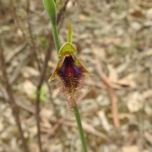 Calochilus platychilus (Purple beard orchid) at suppressed by Liam.m