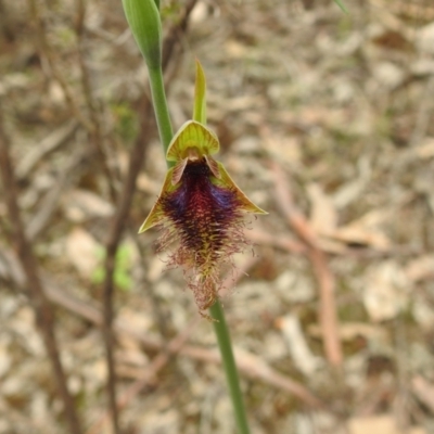 Calochilus platychilus (Purple Beard Orchid) at Ingalba Nature Reserve - 3 Oct 2022 by Liam.m