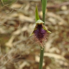 Calochilus platychilus at Temora, NSW - 3 Oct 2022