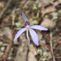 Cyanicula caerulea (Blue Fingers, Blue Fairies) at Ingalba Nature Reserve - 3 Oct 2022 by Liam.m