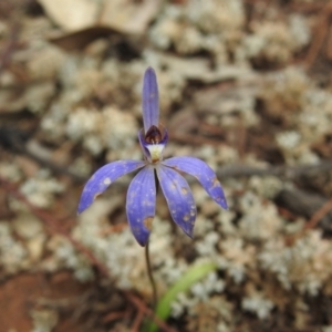 Cyanicula caerulea at Temora, NSW - suppressed