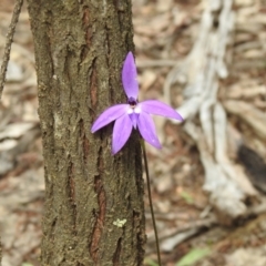 Glossodia major (Wax Lip Orchid) at Ingalba Nature Reserve - 3 Oct 2022 by Liam.m
