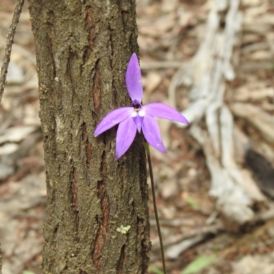Glossodia major (Wax Lip Orchid) at Ingalba Nature Reserve - 3 Oct 2022 by Liam.m