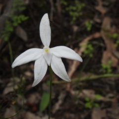 Glossodia major at Temora, NSW - 3 Oct 2022