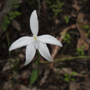 Glossodia major at Temora, NSW - suppressed