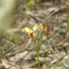 Diuris goonooensis (Western Donkey Orchid) at Temora, NSW - 3 Oct 2022 by Liam.m