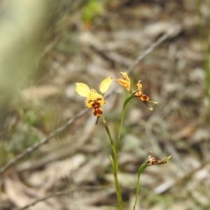 Diuris goonooensis at Temora, NSW - 3 Oct 2022