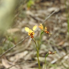 Diuris goonooensis at Ingalba Nature Reserve - 3 Oct 2022 by Liam.m