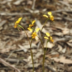 Diuris goonooensis at Temora, NSW - 3 Oct 2022