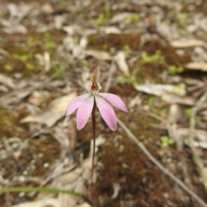 Caladenia fuscata at Temora, NSW - 3 Oct 2022