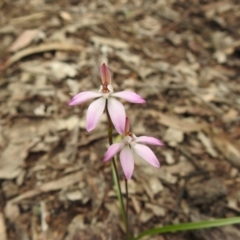 Caladenia fuscata at Temora, NSW - suppressed