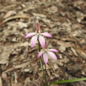 Caladenia fuscata at Temora, NSW - suppressed