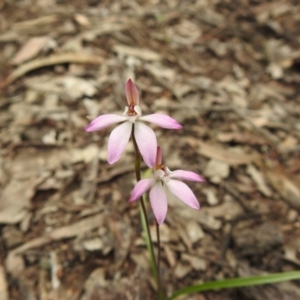 Caladenia fuscata at Temora, NSW - 3 Oct 2022