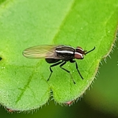 Poecilohetaerus aquilus (A lauxaniid fly) at Crace Grasslands - 3 Oct 2022 by trevorpreston