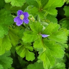 Erodium crinitum at Mitchell, ACT - 4 Oct 2022