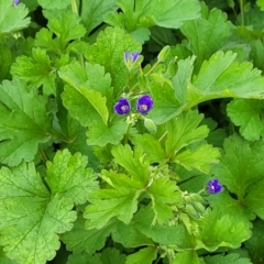 Erodium crinitum at Mitchell, ACT - 4 Oct 2022 10:04 AM