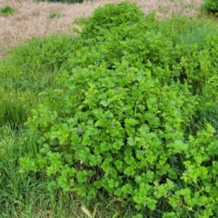 Erodium crinitum at Mitchell, ACT - 4 Oct 2022