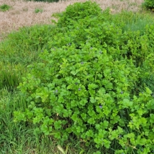 Erodium crinitum at Mitchell, ACT - 4 Oct 2022