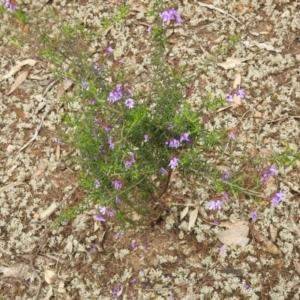 Prostanthera crocodyloides at Temora, NSW - 3 Oct 2022