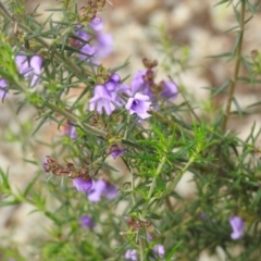 Prostanthera crocodyloides at Temora, NSW - 3 Oct 2022